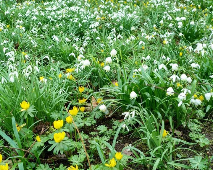 Kastaniengarten